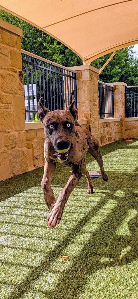 Raiden, a Adoptable Catahoula Leopard Dog in Seguin, TX image 4/4