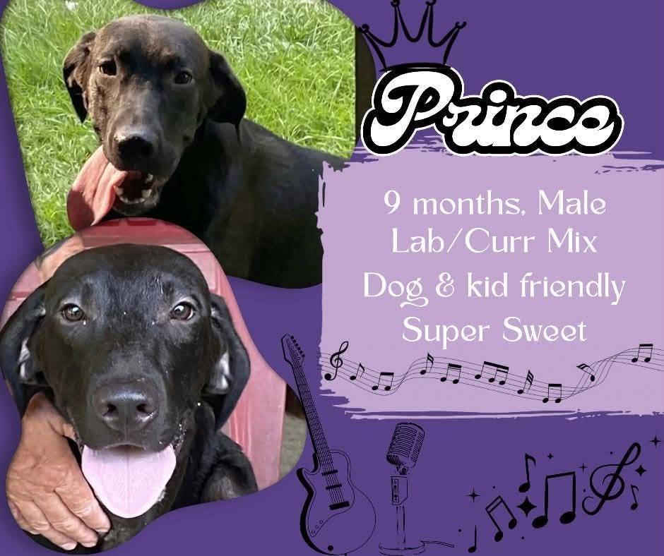 Enlarge Prince, a Adoptable mixed breed in Aulac, NB image 1/1