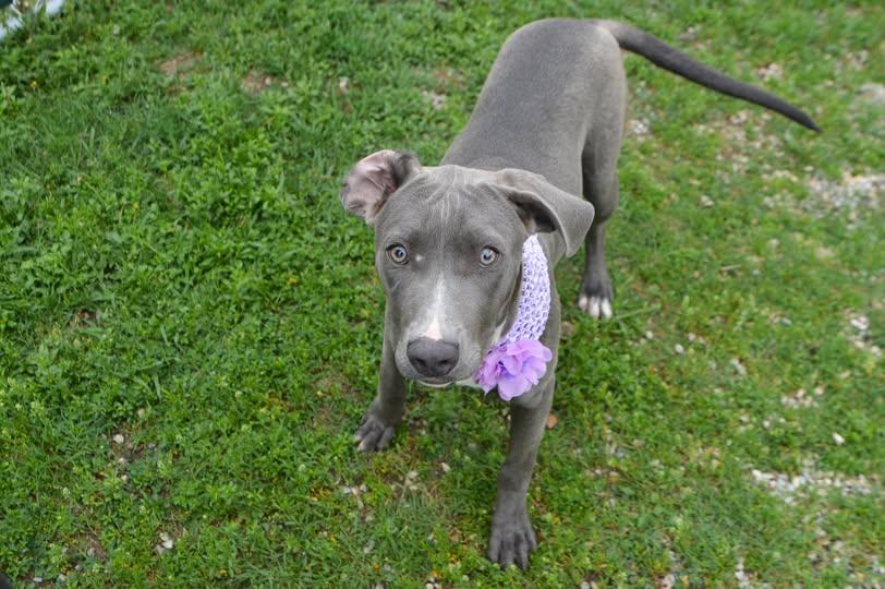 Enlarge Mona, a Adoptable Pit Bull Terrier in McKinney, TX image 1/1