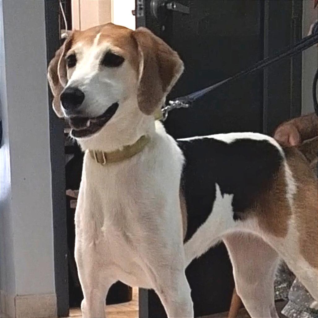 Harlow, a Adoptable American Foxhound in Camden, DE image 1/3