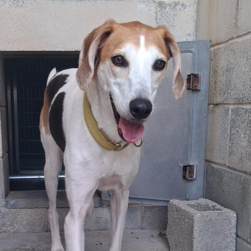 Harlow, a Adoptable American Foxhound in Camden, DE image 2/3