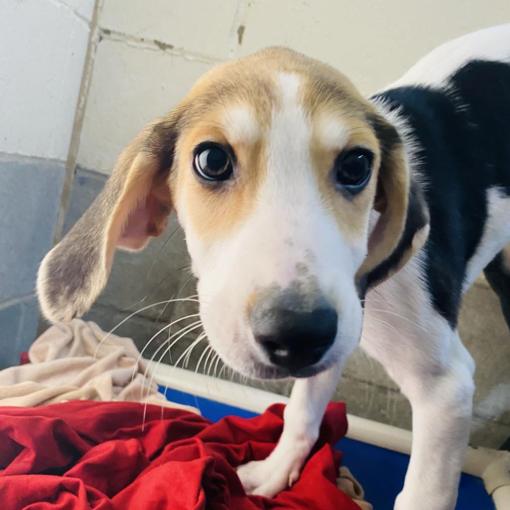 Harlow, a Adoptable American Foxhound in Camden, DE image 3/3