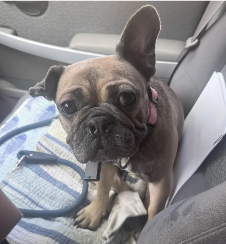 Enlarge Lulu, a Adoptable French Bulldog in Davis, CA image 1/4