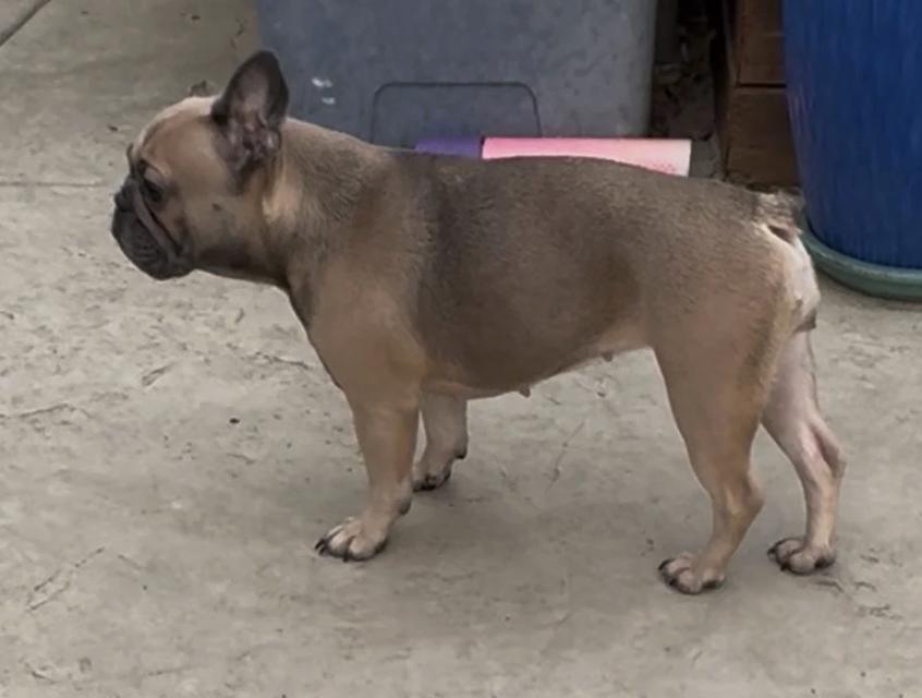 Enlarge Lulu, a Adoptable French Bulldog in Davis, CA image 4/4
