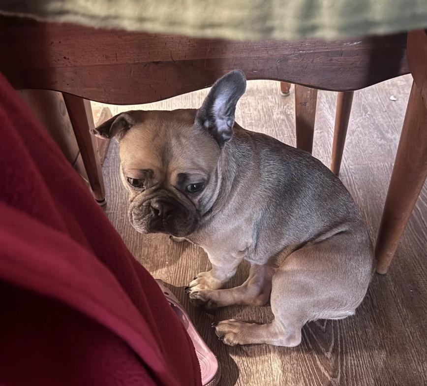 Enlarge Lulu, a Adoptable French Bulldog in Davis, CA image 3/4
