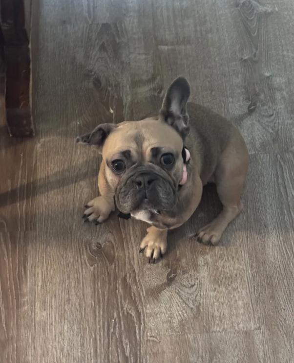Enlarge Lulu, a Adoptable French Bulldog in Davis, CA image 2/4