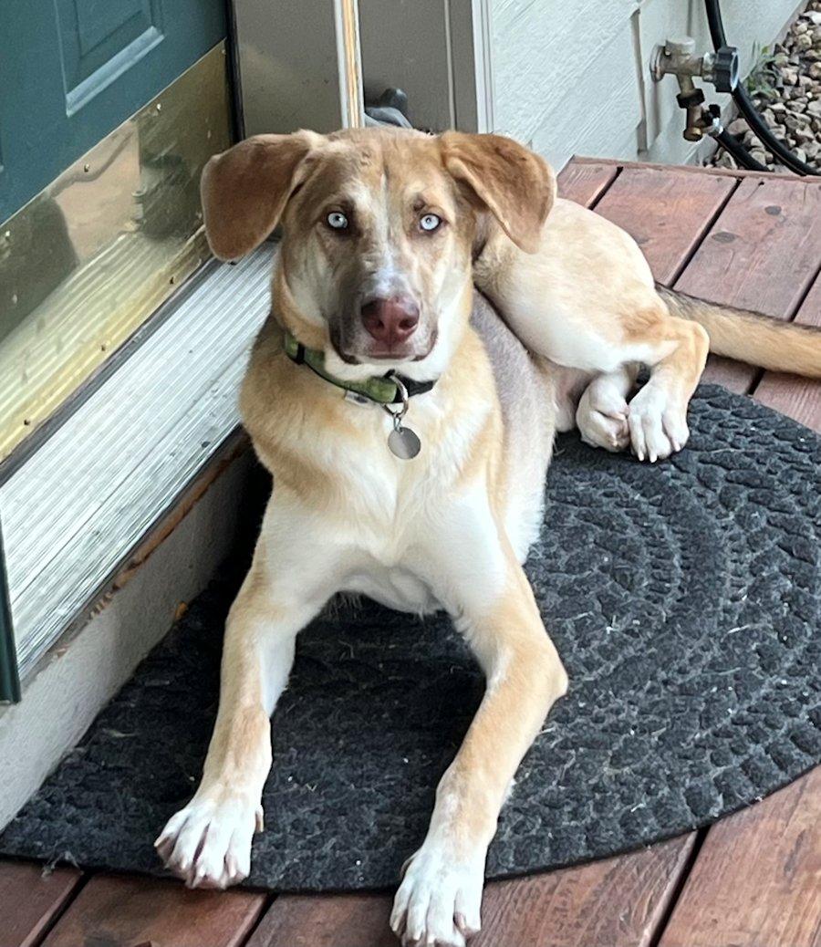 Blu, a Adoptable mixed breed in White Bear Lake, MN image 1/5