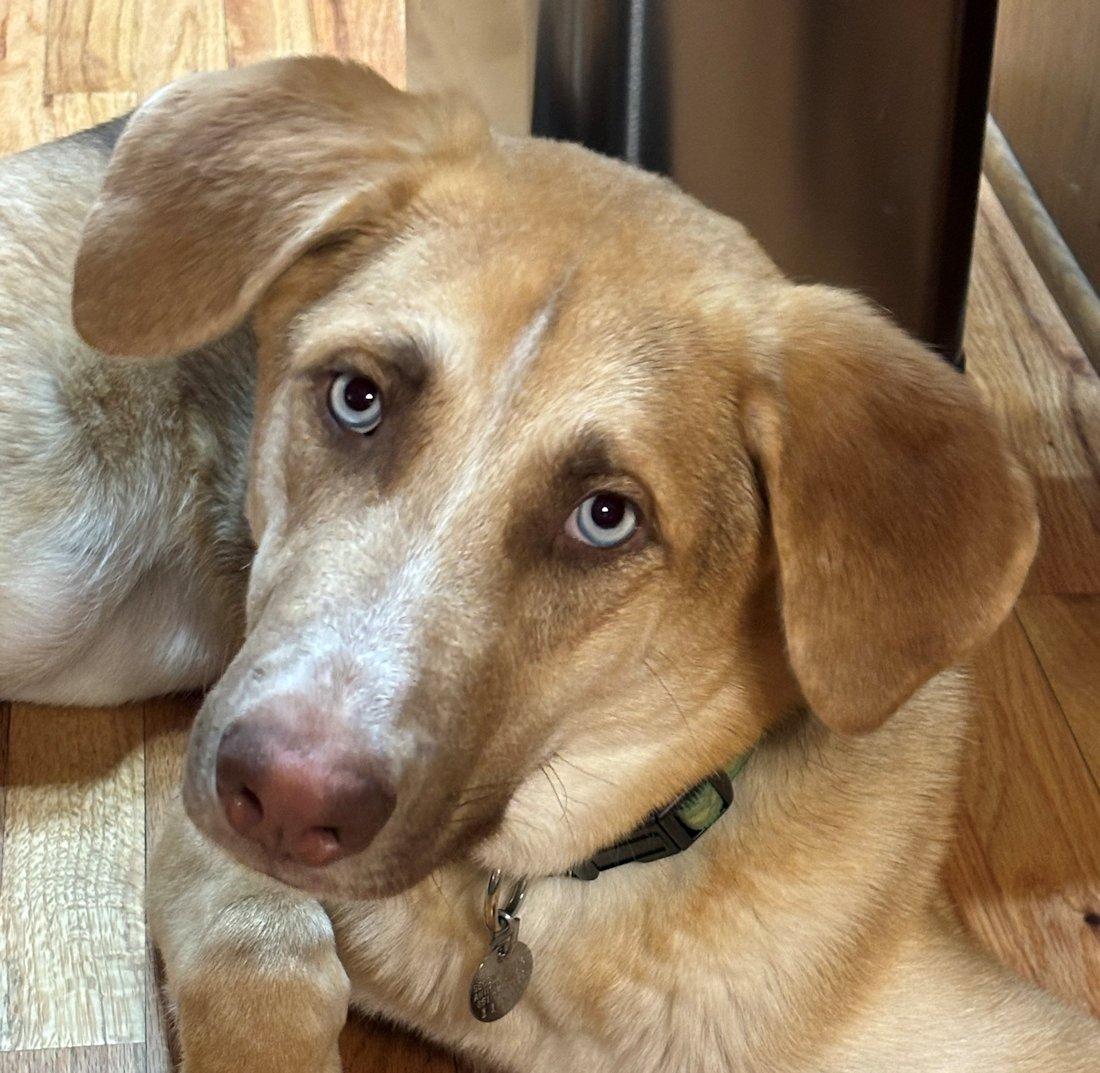 Blu, a Adoptable mixed breed in White Bear Lake, MN image 4/5