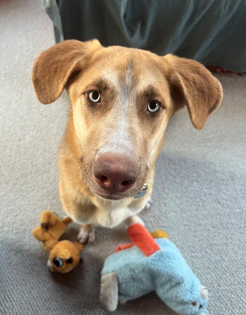 Blu, an adoptable Golden Retriever, German Shepherd Dog in White Bear Lake, MN, 55110 | Photo Image 5