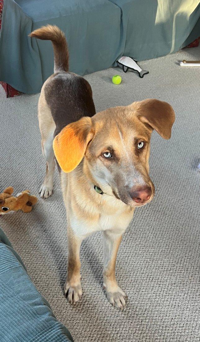 Blu, a Adoptable mixed breed in White Bear Lake, MN image 3/5