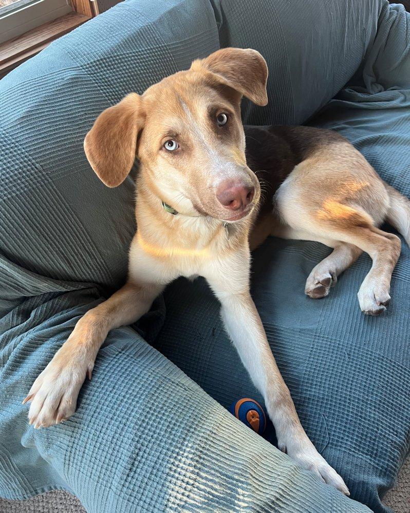 Blu, a Adoptable mixed breed in White Bear Lake, MN image 2/5