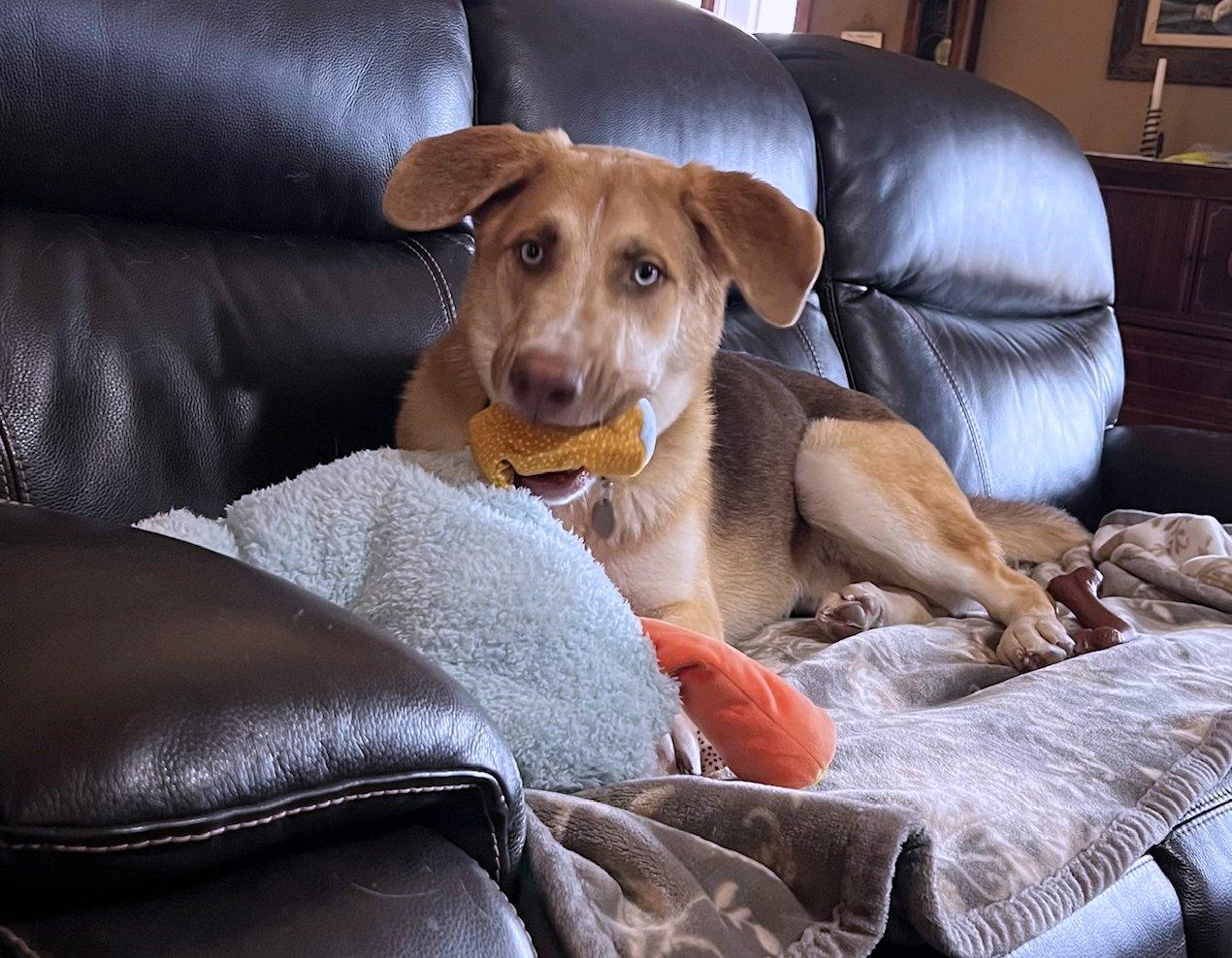 Blu, an adoptable Golden Retriever, German Shepherd Dog in White Bear Lake, MN, 55110 | Photo Image 6