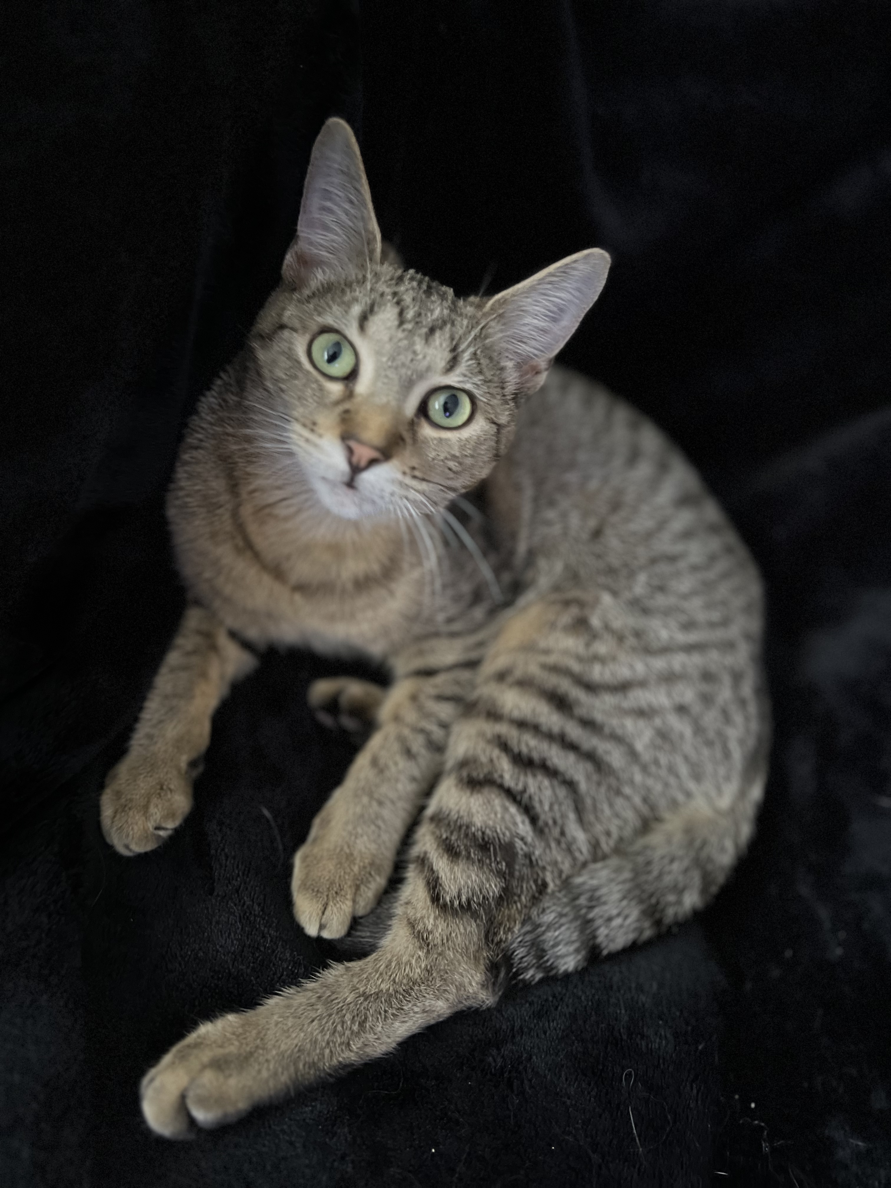 Enlarge Jane, a Adoptable Tabby in Warren, MI image 1/1