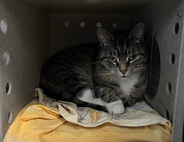 Neddy, a Adoptable Domestic Short Hair in Powell, OH image 2/2