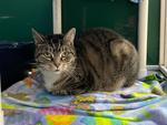 Neddy, a Adoptable Domestic Short Hair in Powell, OH image 1/2