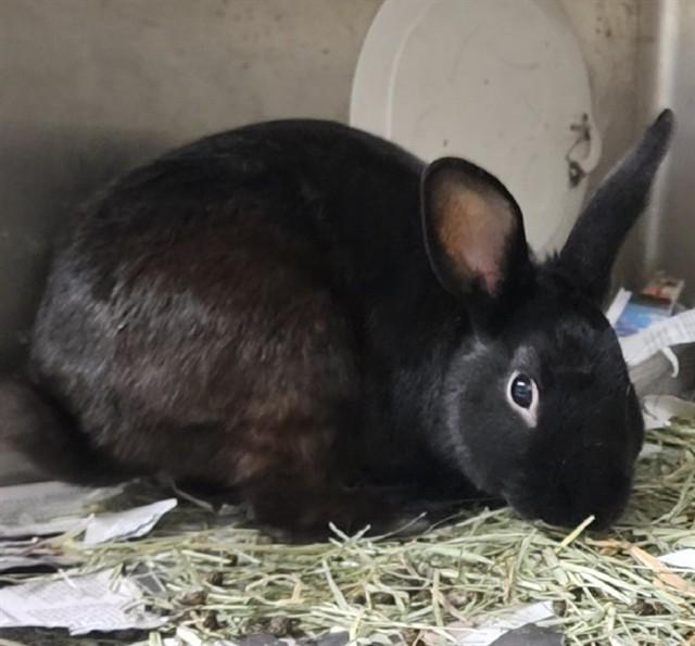 Enlarge COAL, a Adoptable Bunny Rabbit in Anchorage, AK image 1/1