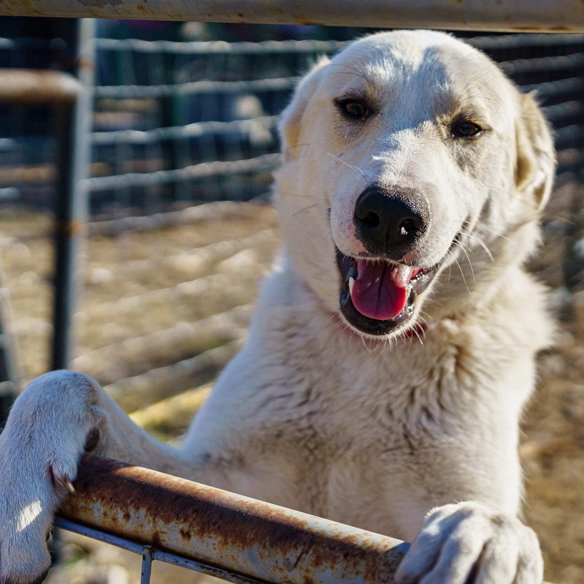 Tyler, Adoptable, Young Female Great Pyrenees & Labrador Retriever.