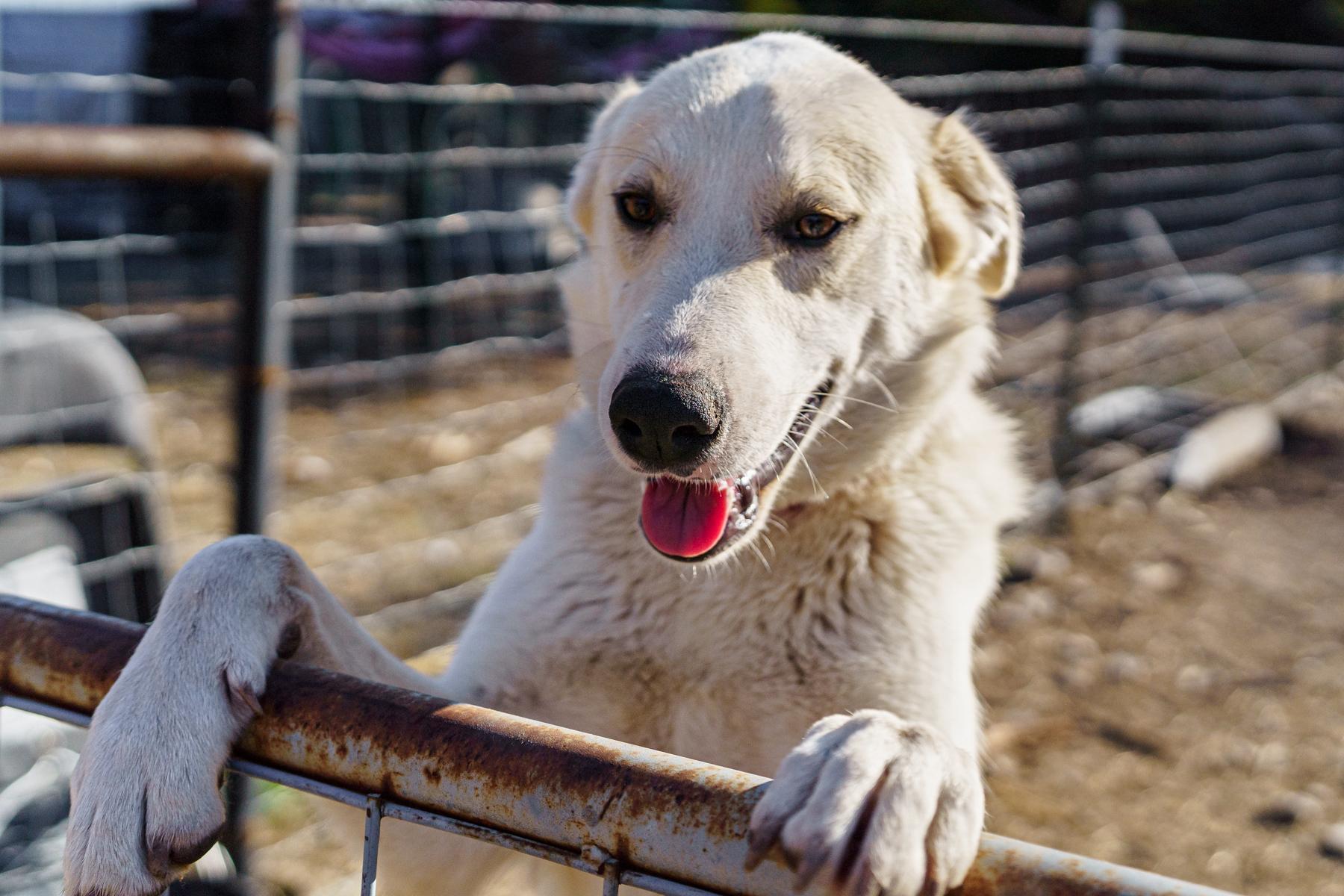Enlarge Tyler, a Adoptable mixed breed in LAMPASAS, TX image 4/5