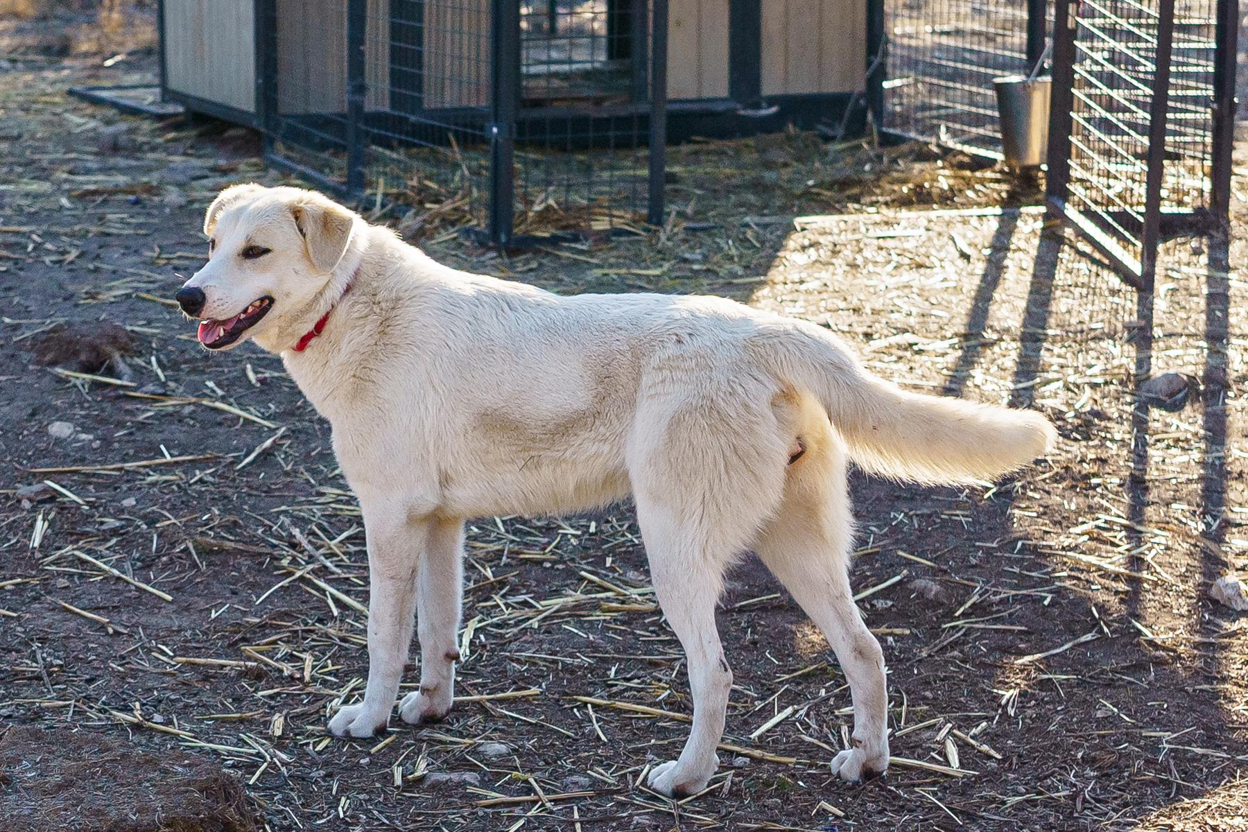 Enlarge Tyler, a Adoptable mixed breed in LAMPASAS, TX image 3/5