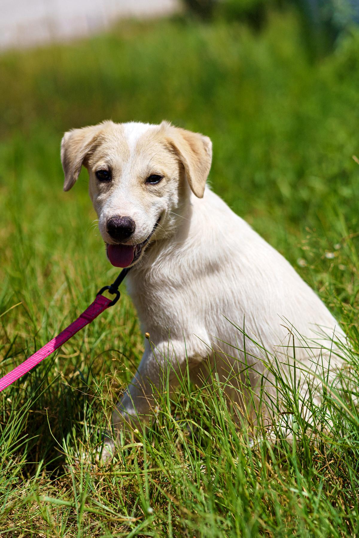 Enlarge Tyler, a Adoptable mixed breed in LAMPASAS, TX image 5/5