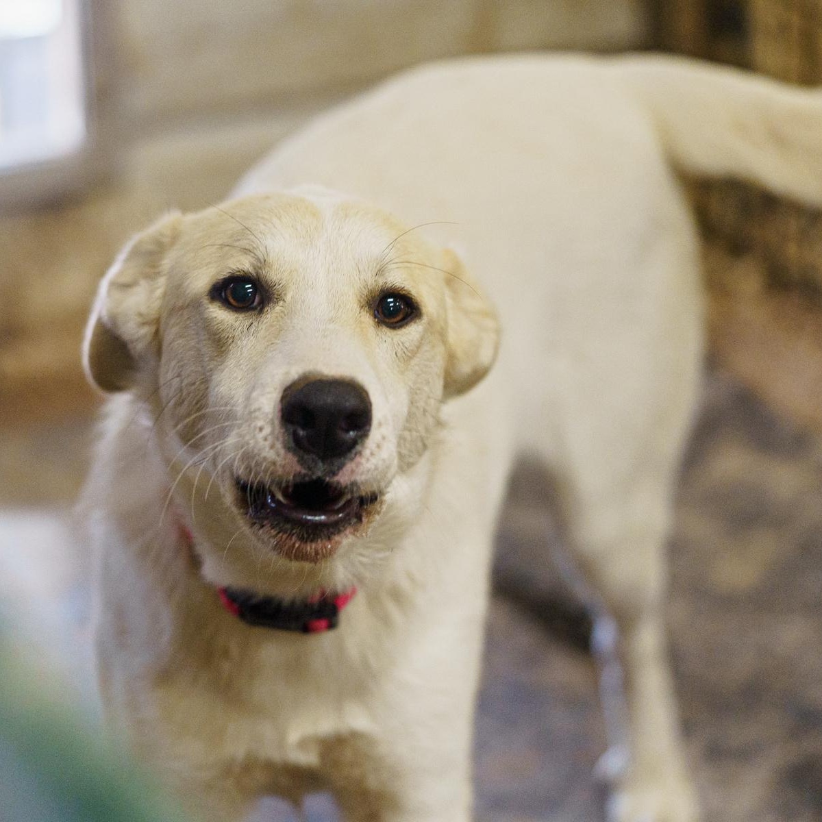 Enlarge Tyler, a Adoptable mixed breed in LAMPASAS, TX image 2/5