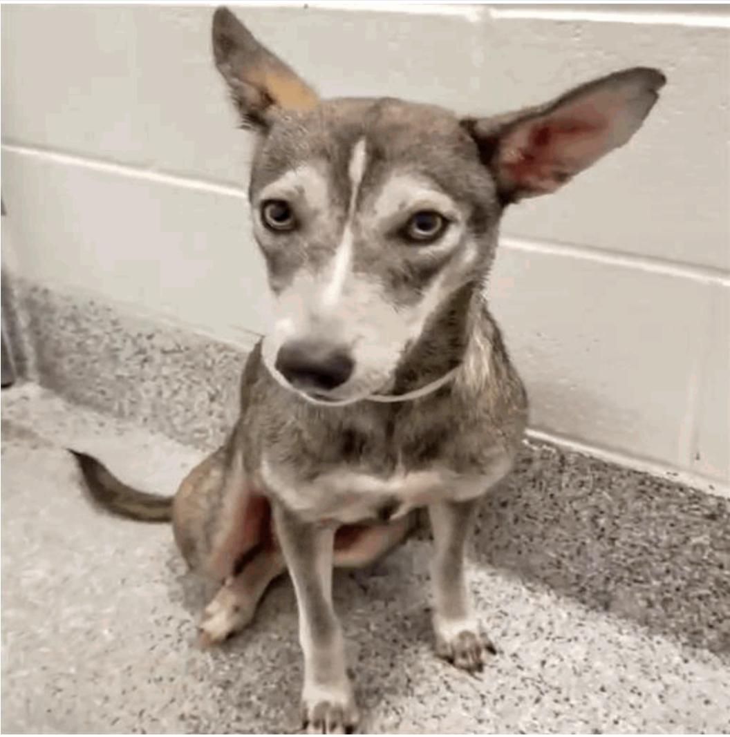 Dog for adoption - Crosby, a Siberian Husky in Wilmington, NC | Petfinder