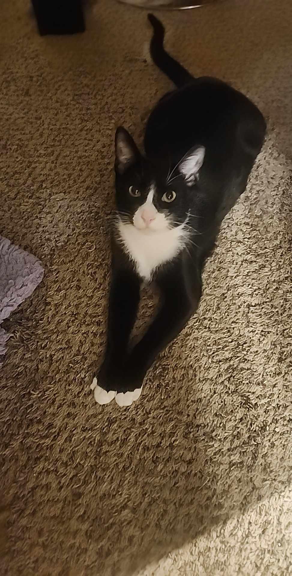 Spritz, Adoptable, Adult Male Domestic Short Hair.