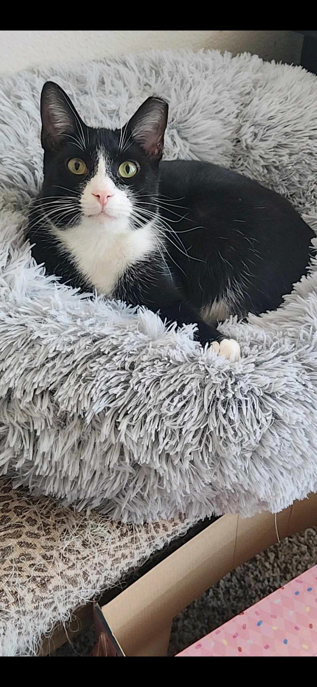 Spritz, a Adoptable Domestic Short Hair in Charlotte, NC image 2/3