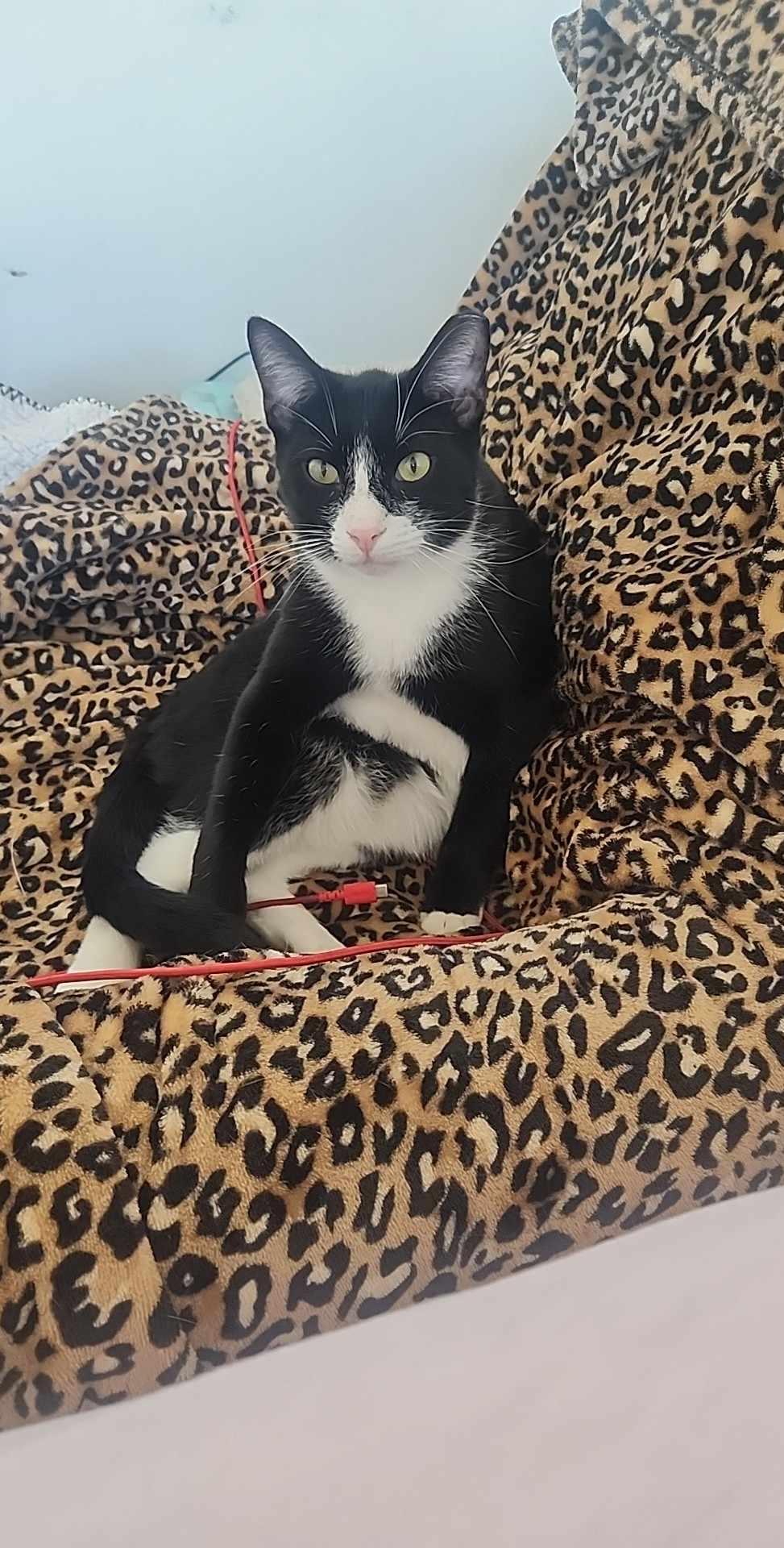 Spritz, a Adoptable Domestic Short Hair in Charlotte, NC image 3/3