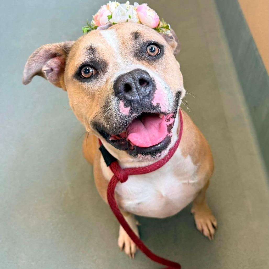 Gloria, Adoptable, Adult Female American Staffordshire Terrier.
