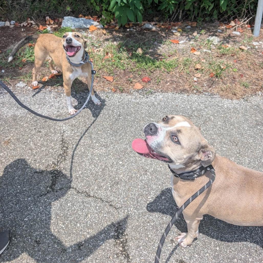 Enlarge Gloria, a Adoptable American Staffordshire Terrier in Pittsburgh, PA image 2/5