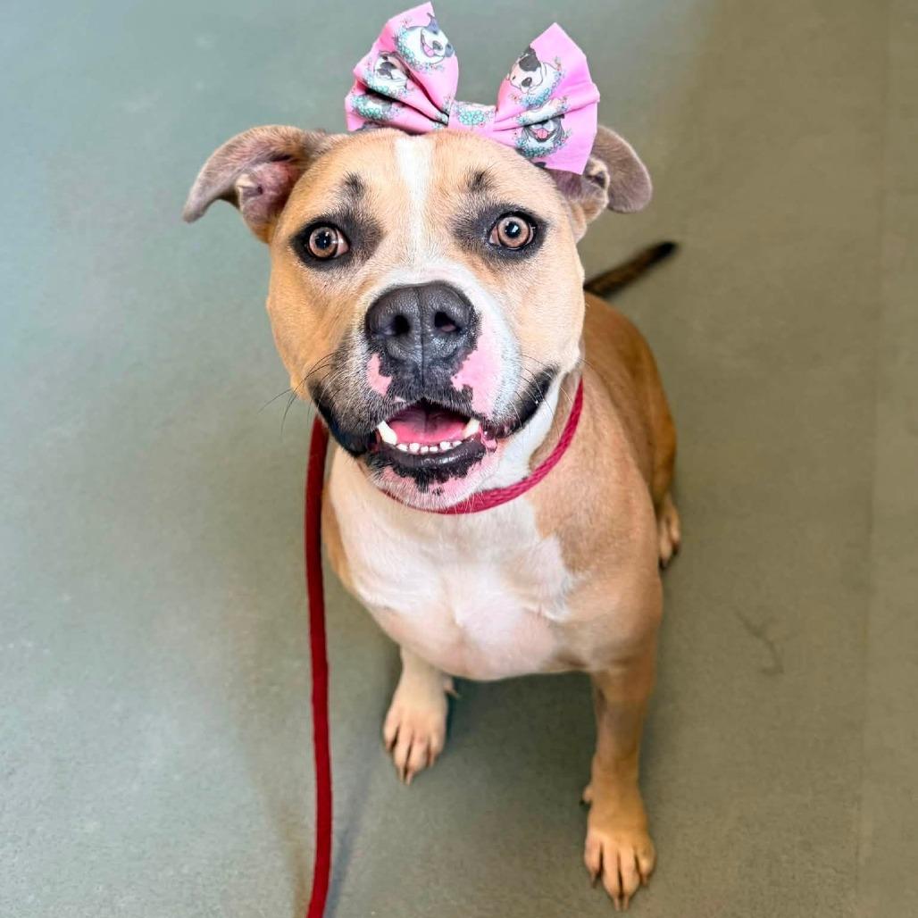 Enlarge Gloria, a Adoptable American Staffordshire Terrier in Pittsburgh, PA image 3/5