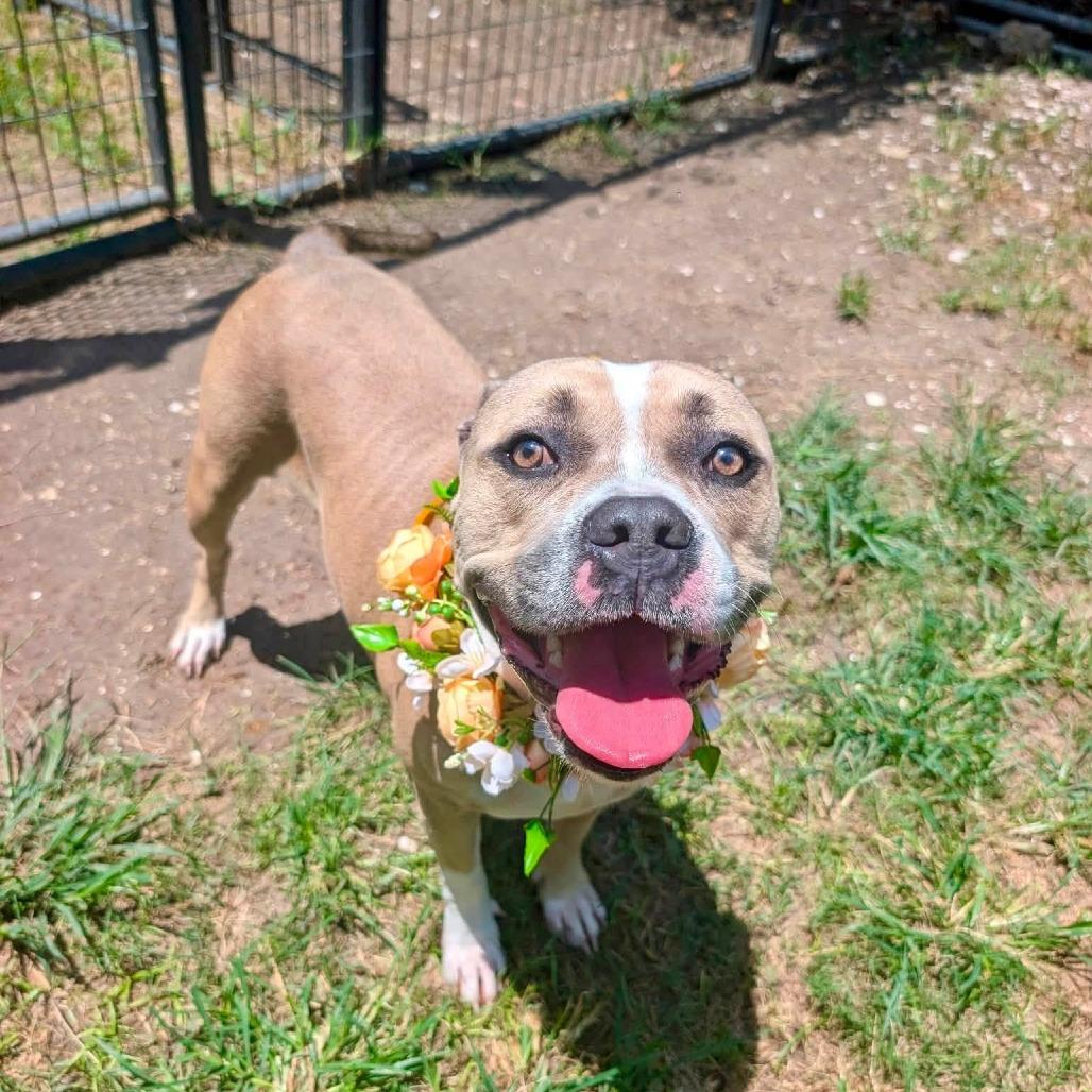 Enlarge Gloria, a Adoptable American Staffordshire Terrier in Pittsburgh, PA image 4/5
