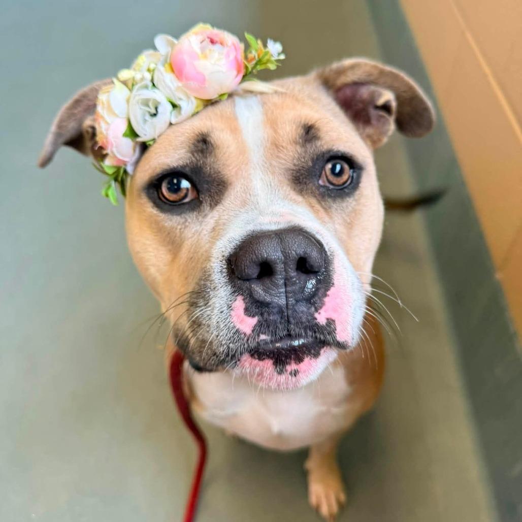 Enlarge Gloria, a Adoptable American Staffordshire Terrier in Pittsburgh, PA image 5/5