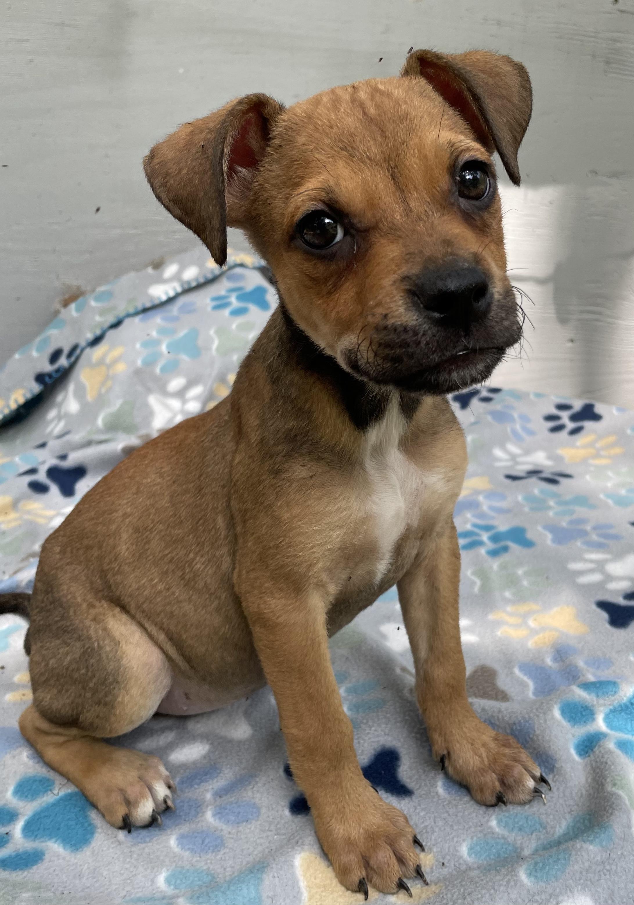 Sundae, Baby Female Black Mouth Cur