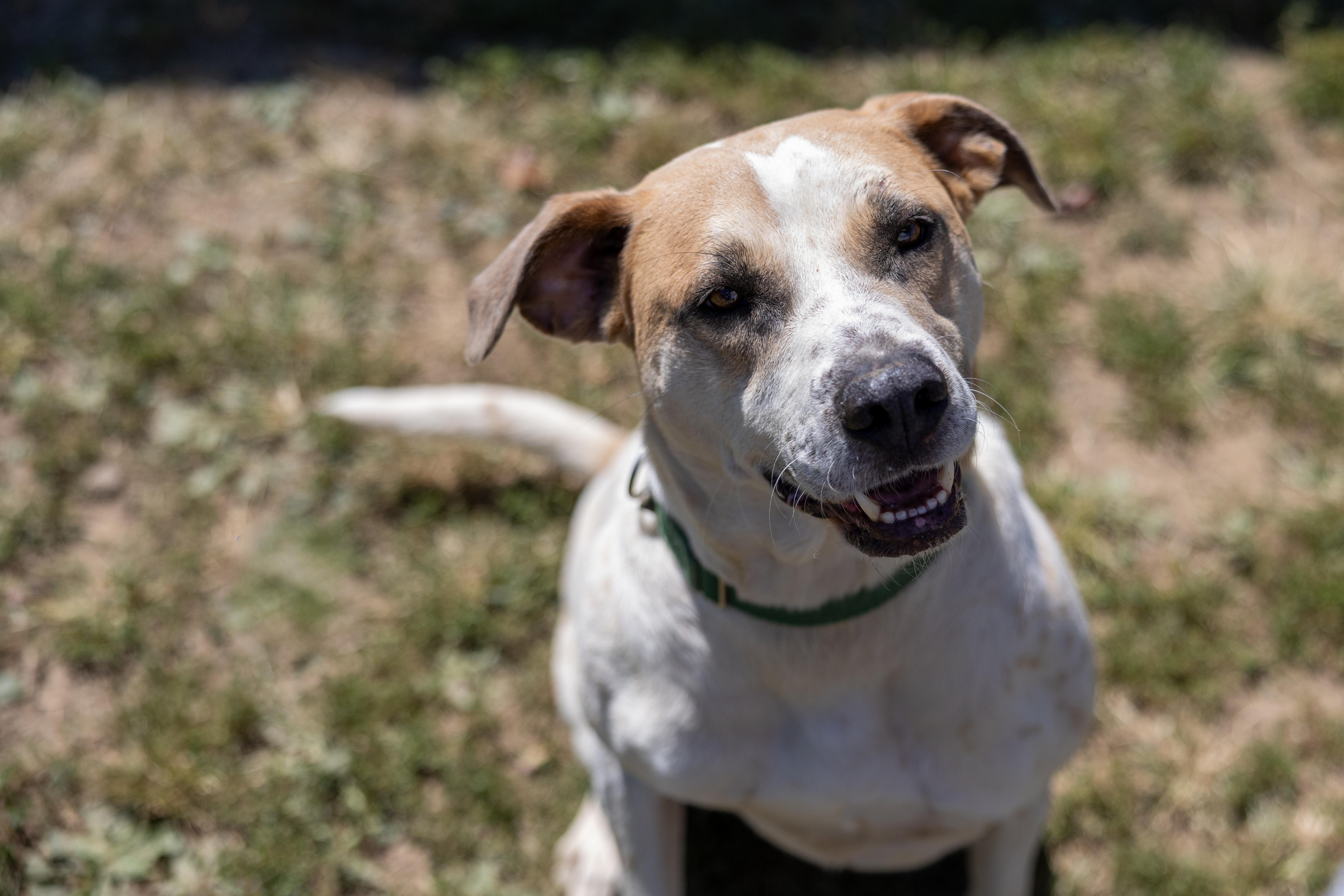 Boogie, a Adoptable Hound in Cambridge, OH image 6/6