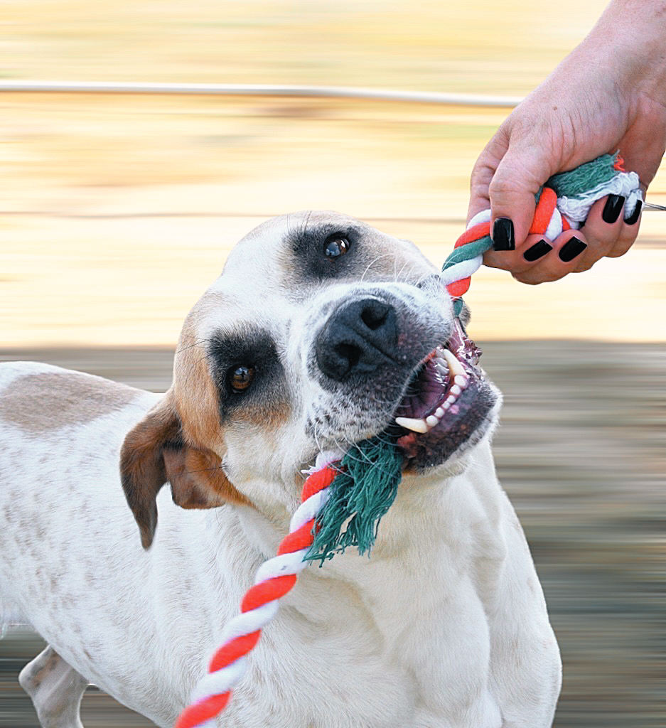 Boogie, a Adoptable Hound in Cambridge, OH image 2/6