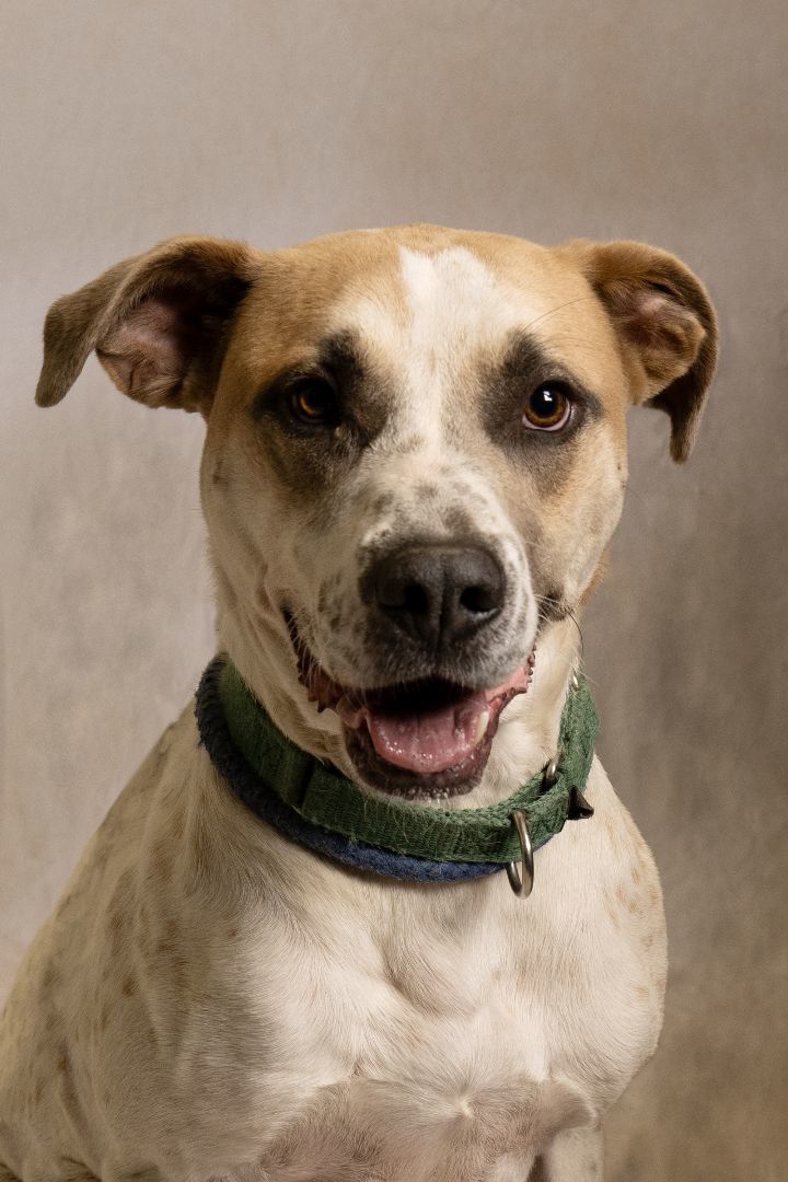 Boogie, a Adoptable Hound in Cambridge, OH image 3/6