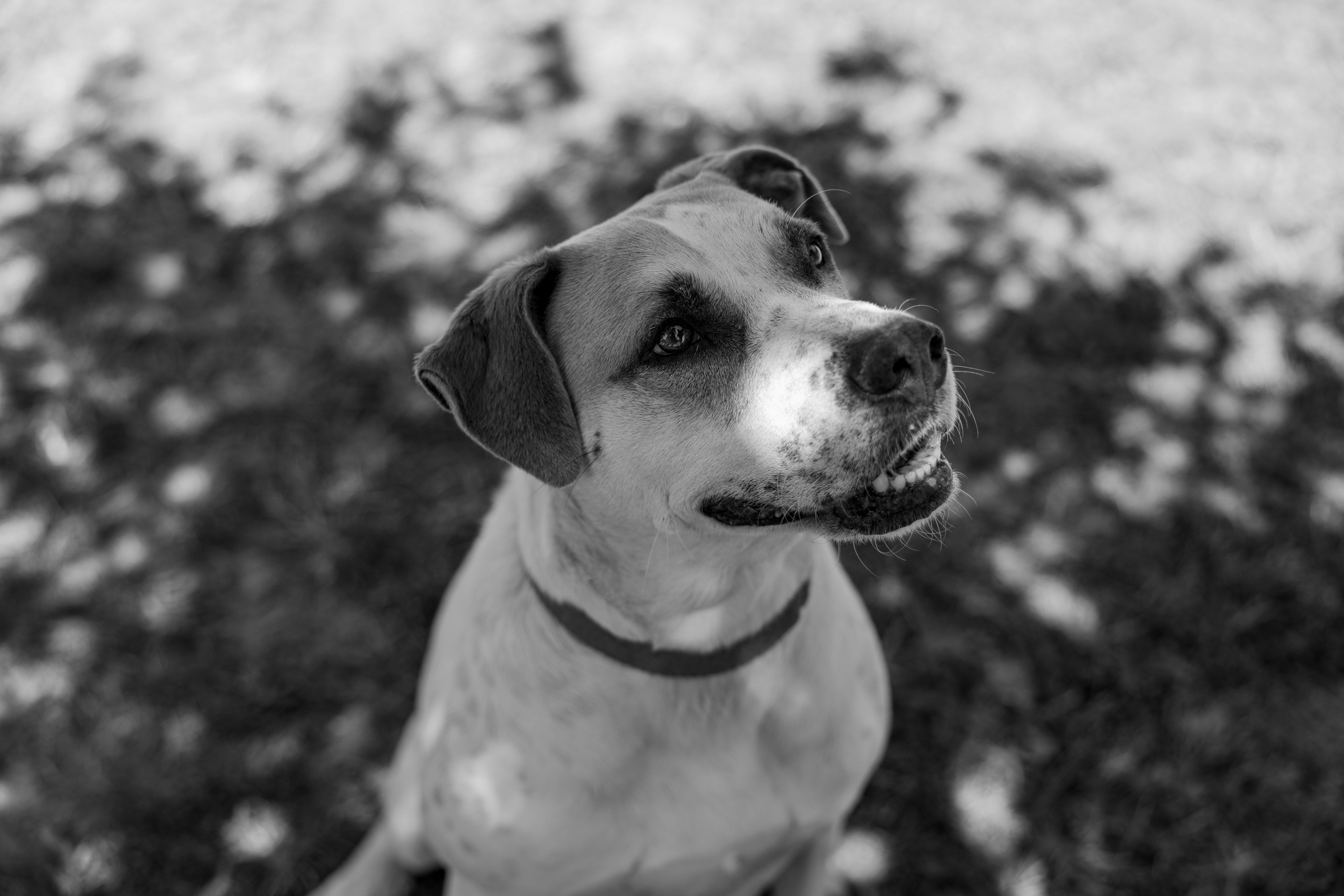 Boogie, Adoptable, Adult Male Hound.