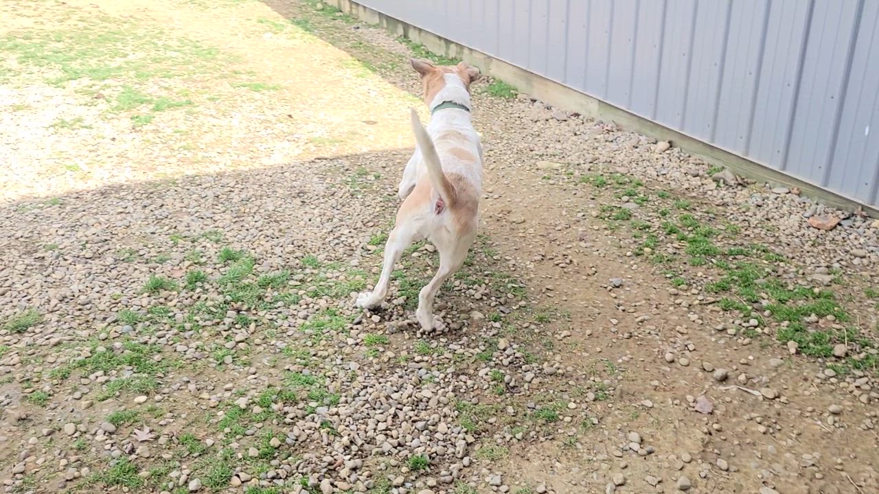 Enlarge Boogie, a Adoptable Hound in Cambridge, OH video 4/6