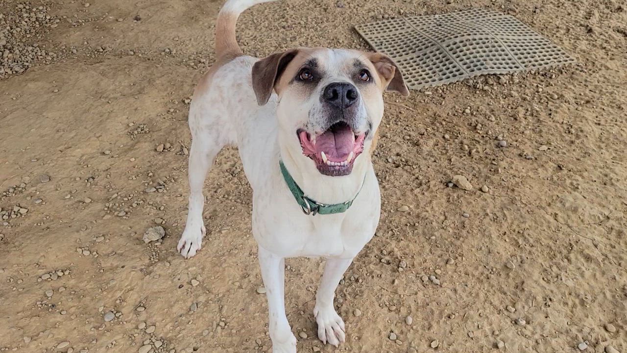 Enlarge Boogie, a Adoptable Hound in Cambridge, OH video 5/6