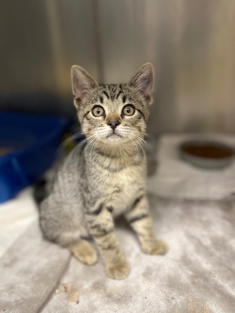 Derpy Paws, Adoptable, Kitten Male Domestic Short Hair.