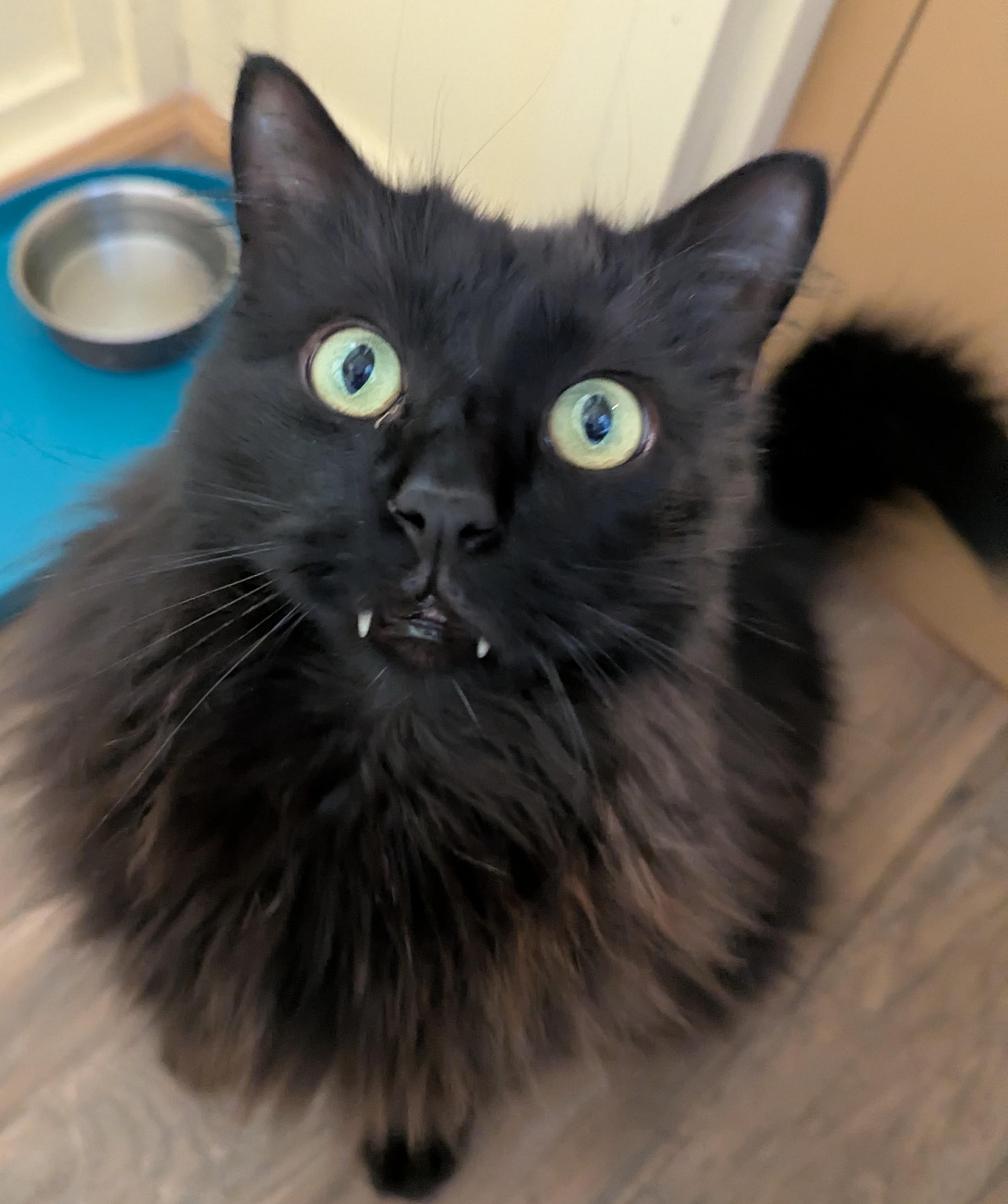 MUJI, a Adoptable Domestic Long Hair in Prescott, AZ image 1/6