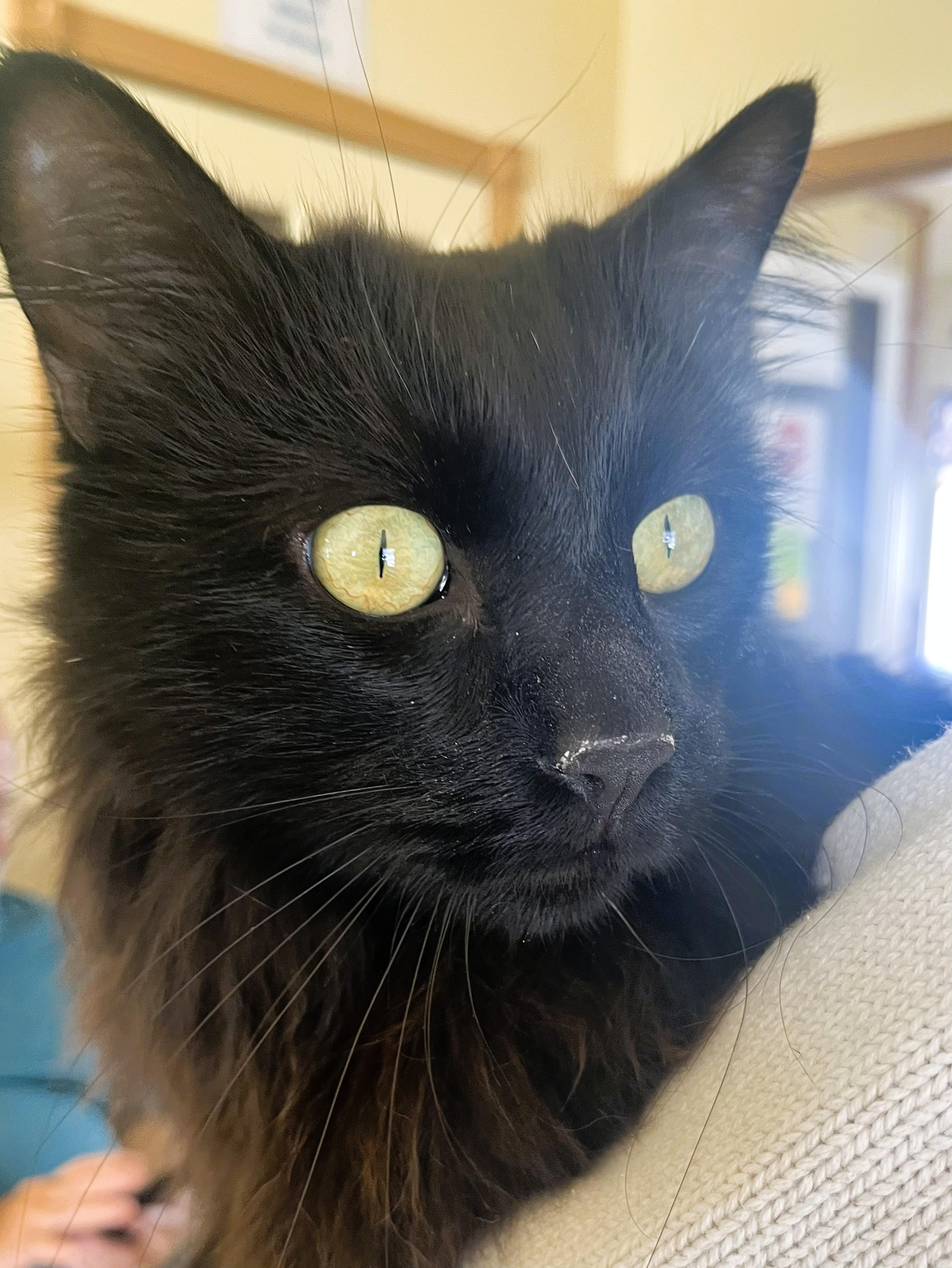 MUJI, a Adoptable Domestic Long Hair in Prescott, AZ image 3/6