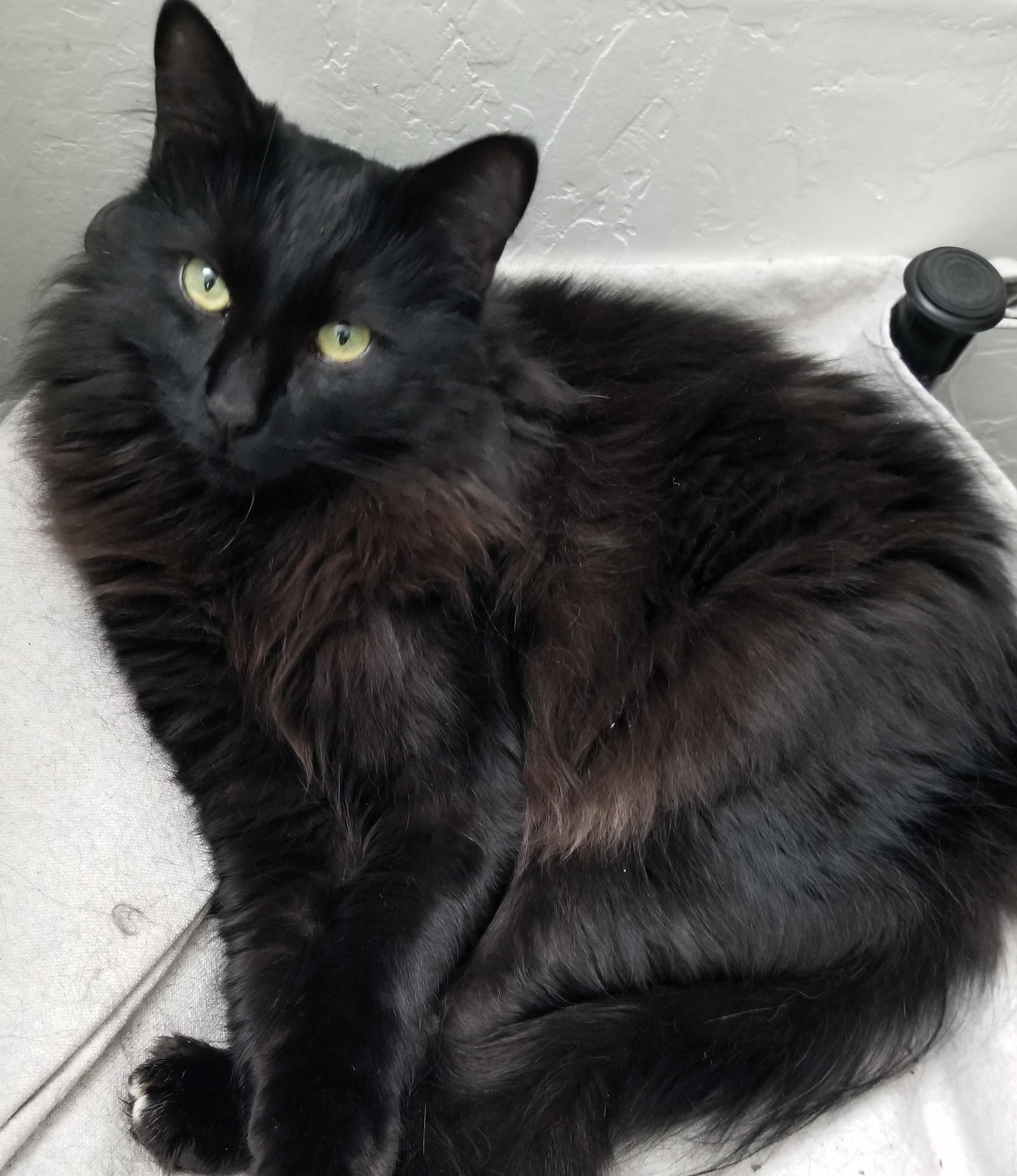 MUJI, a Adoptable Domestic Long Hair in Prescott, AZ image 2/6