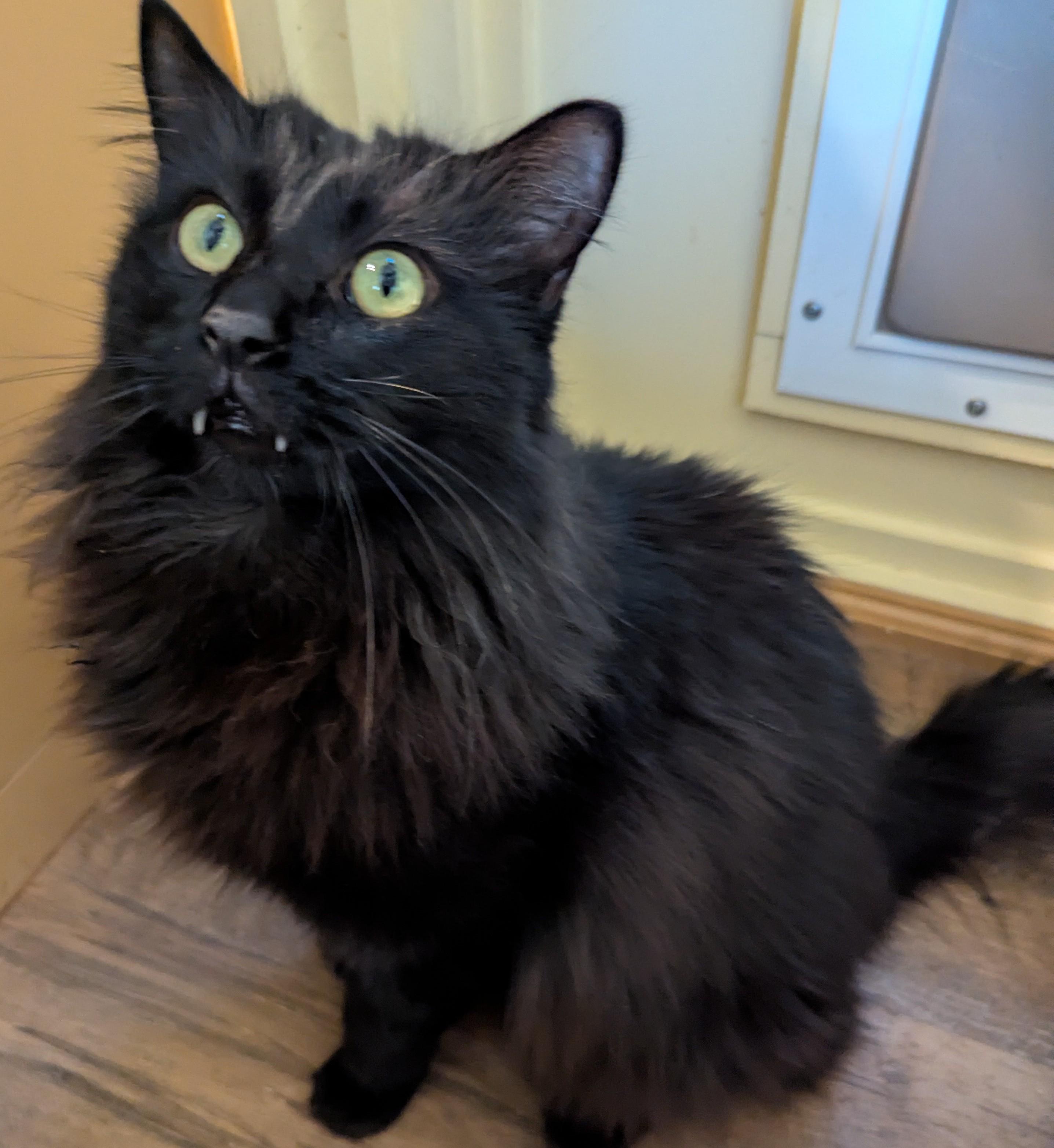MUJI, a Adoptable Domestic Long Hair in Prescott, AZ image 6/6
