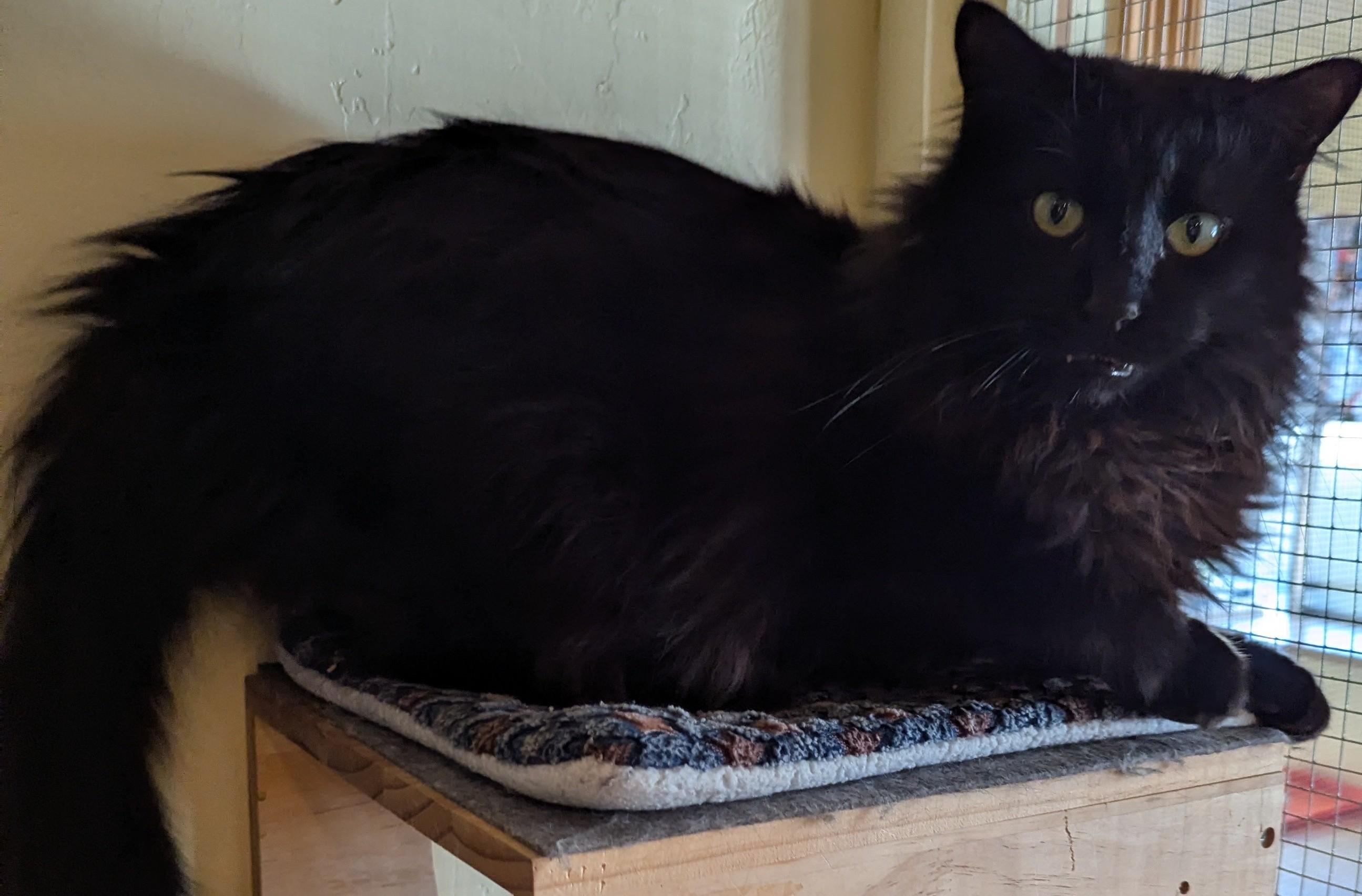 MUJI, a Adoptable Domestic Long Hair in Prescott, AZ image 4/6