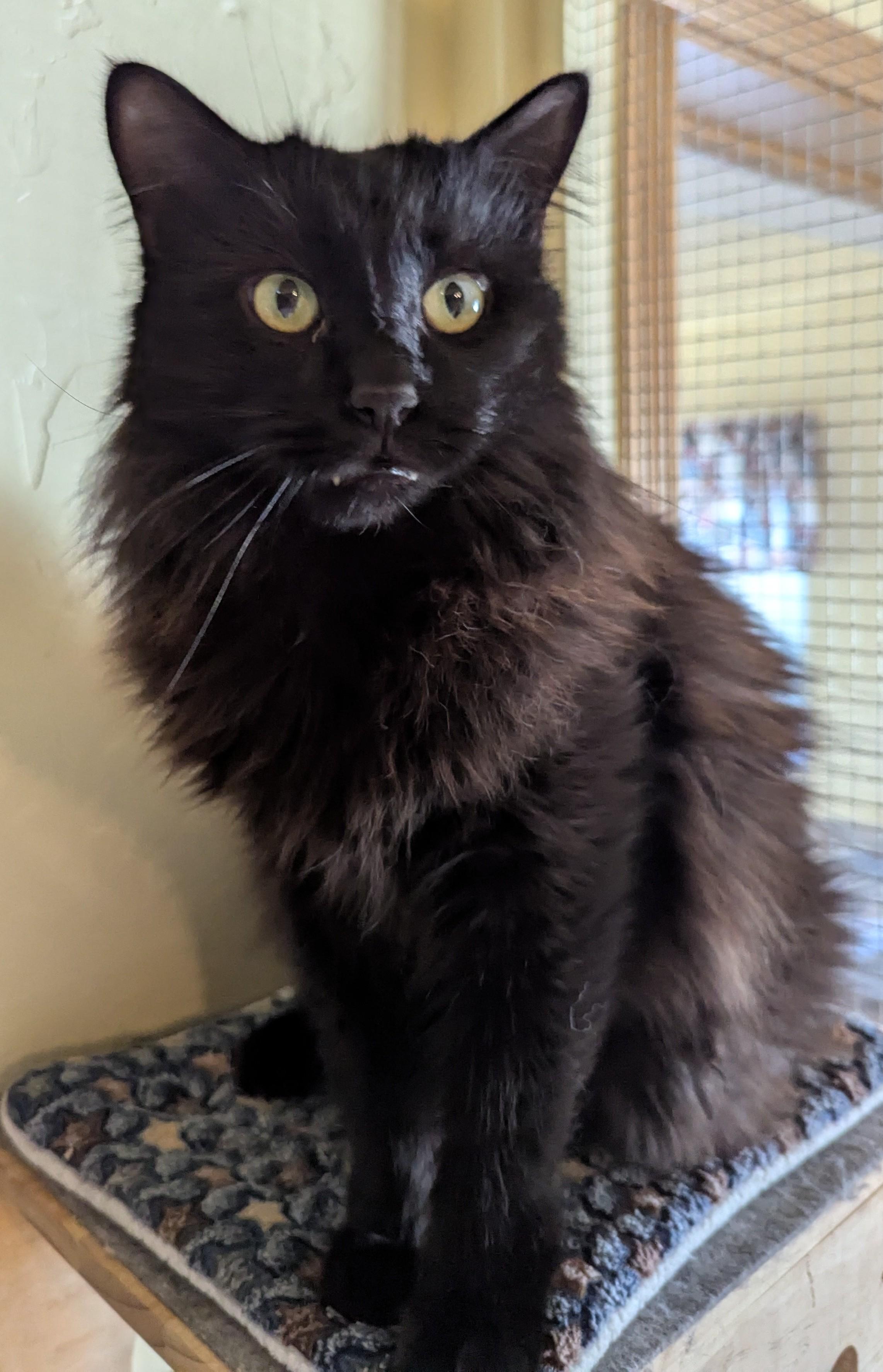 MUJI, a Adoptable Domestic Long Hair in Prescott, AZ image 5/6