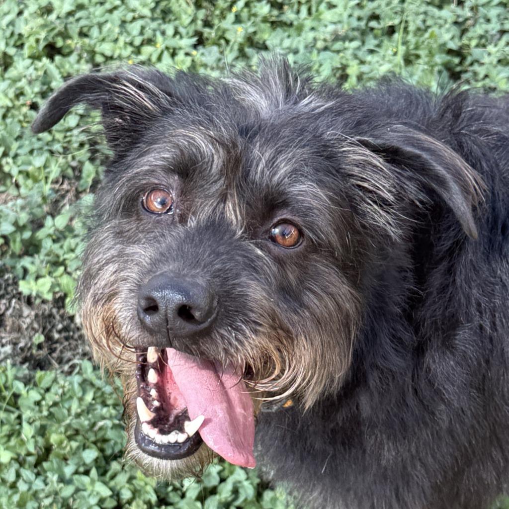 Dallas, Adoptable, Adult Male Terrier.