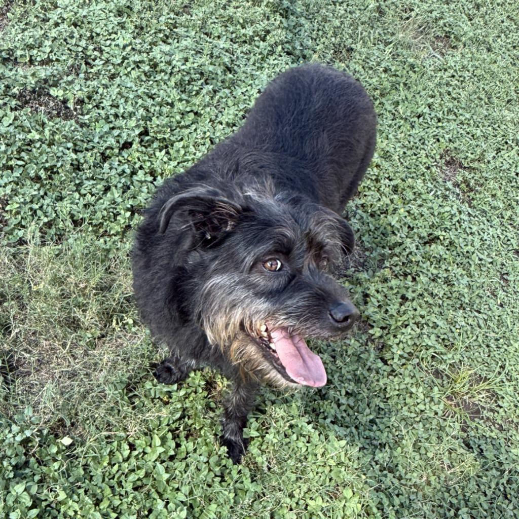 Enlarge Dallas, a Adoptable Terrier in Brenham, TX image 2/6